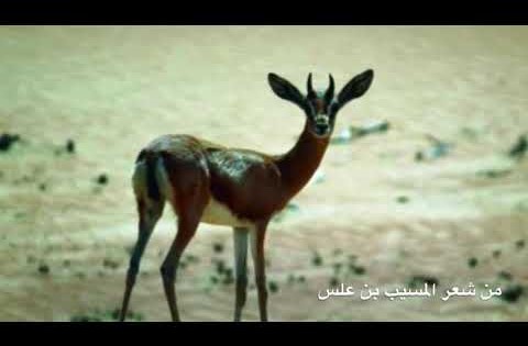 الجمانة | المسيب بن علس